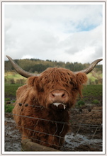Load image into Gallery viewer, Main image Highland Cow