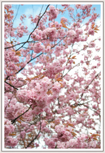 Load image into Gallery viewer, Main image Spring in Scotland
