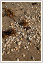 Load image into Gallery viewer, Main image Delray beach

